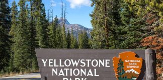 Yellowstone National Park sign with forest background.