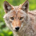 Toddler Hospitalized After Coyote Attack Close-up of a coyote with striking eyes and detailed fur