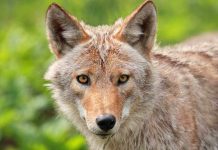 Close-up of a coyote with striking eyes and detailed fur
