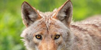 Close-up of a coyote with striking eyes and detailed fur