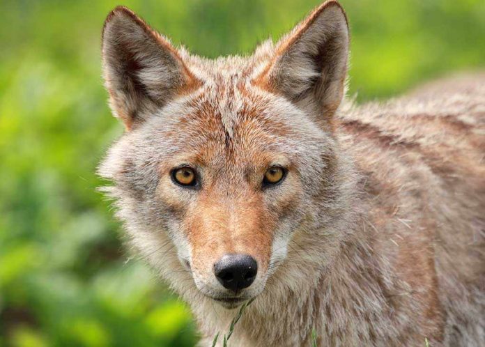 Close-up of a coyote with striking eyes and detailed fur