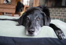 A black dog resting on a green dog bed in a cozy indoor setting