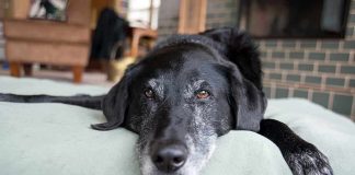 A black dog resting on a green dog bed in a cozy indoor setting