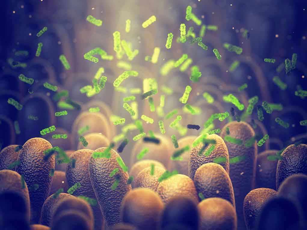 Green bacteria among intestine lining cells, microscopic view.