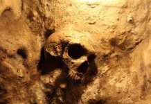 Mass Graves UNEARTHED By Construction Workers A skull embedded in a rocky surface, illuminated with warm lighting