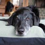A black dog resting on a green dog bed in a cozy indoor setting