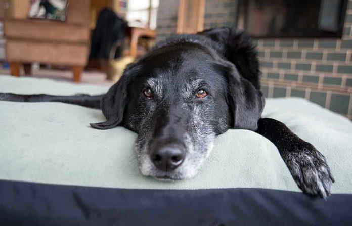 shutterstock_170684282.jpg A black dog resting on a green dog bed in a cozy indoor setting