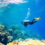 30,000 Oysters Unleashed on Belfast Lough A scuba diver exploring a vibrant coral reef underwater