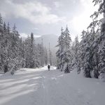 A person hiking on a snowy trail surrounded by tall pine trees