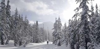 A person hiking on a snowy trail surrounded by tall pine trees
