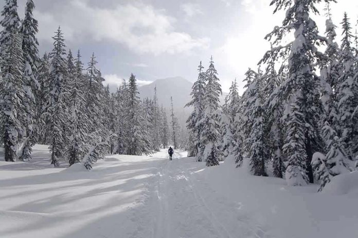 A person hiking on a snowy trail surrounded by tall pine trees