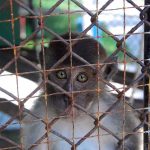 SHOCKING Monkey Damage — Officials Looked Away A monkey looking through the bars of a cage with a sad expression