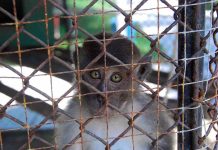 A monkey looking through the bars of a cage with a sad expression