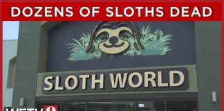 31 sloths meant for Florida's new 'Sloth World' died, state
