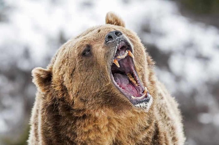 Bear roaring in snowy environment showing sharp teeth