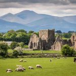 Ruins of an ancient structure in a green field with sheep and mountains in the background