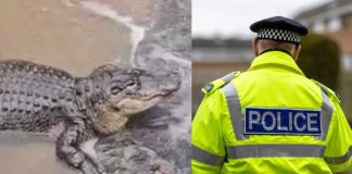Maniac THROWS Toddler Into Crocodile Enclosure! 🚨BREAKING: Man THROWS 3 Year Old Boy In To Crocodile Enclosure In Cambridgeshire!