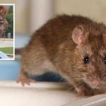 Rats Overrun IRS Office - Workers Flee!