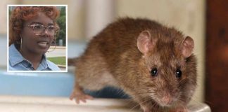 Rats Overrun IRS Office - Workers Flee!