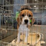 beagle puppy in a metal crate