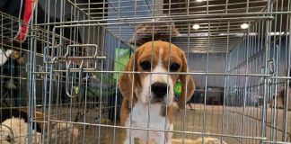 Obama Ran Shock Campaign to Cover Beagle Torture Program beagle puppy in a metal crate