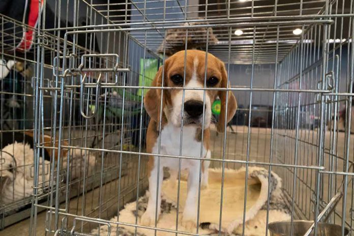 beagle puppy in a metal crate