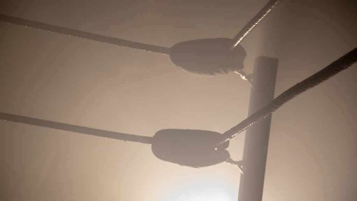 shutterstock_1134079298 Boxing ring corner ropes in hazy light