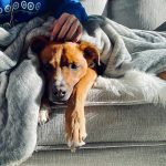 Woman Charged With Felony Over Alleged Sex Act With Dog Dog resting on a couch under a gray blanket