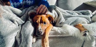 Woman Charged With Felony Over Alleged Sex Act With Dog Dog resting on a couch under a gray blanket