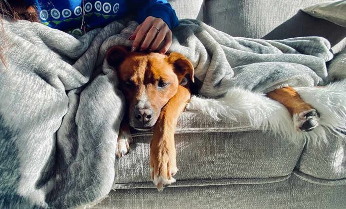 Dog resting on a couch under a gray blanket