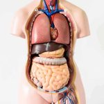 Anatomical torso model showing internal organs