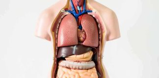 Anatomical torso model showing internal organs